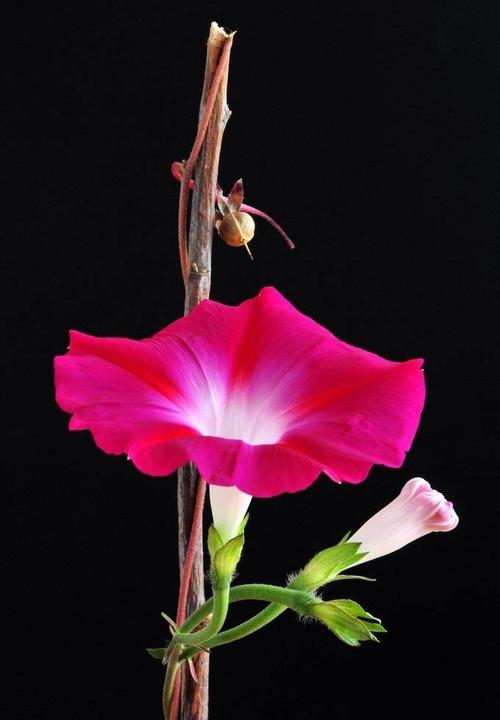 神奇的牵牛花
