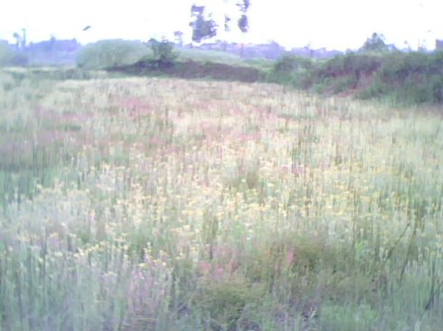 田园不会回来