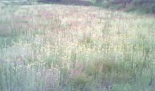 田园将芜胡不归