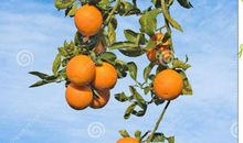 桔子的天空观后感