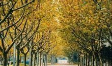 原来梧桐一直都在