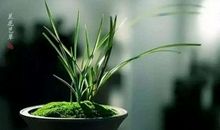 我努力读懂成长中的四道菜