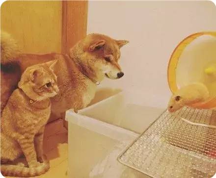 仓鼠的日子