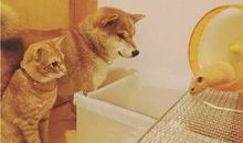 与仓鼠相处的日子