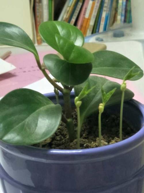 豆类的生长