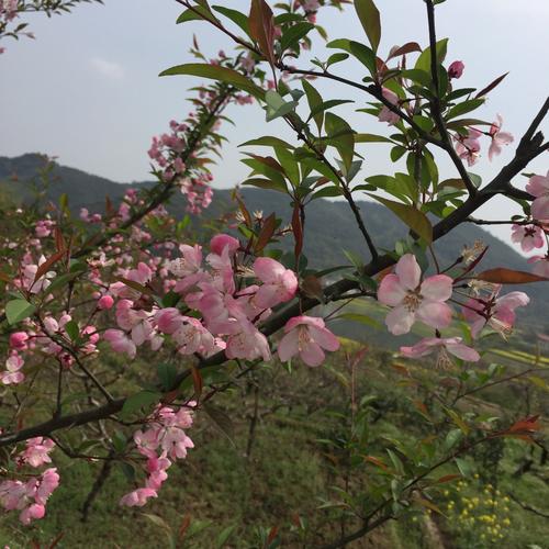 桃花村旅行记