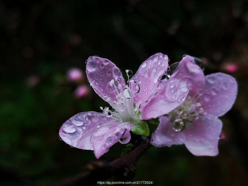 春雨