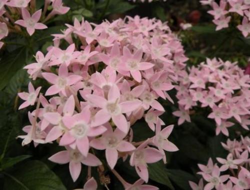 当“繁星”花开