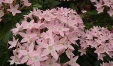 “繁星”花开时