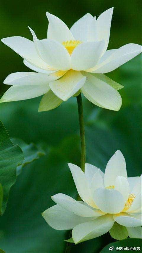 花的启示