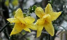 料峭寒春，孤傲梅香