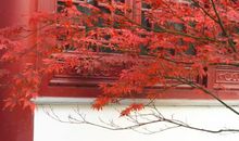 灿烂的“中国红”