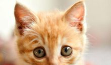 虎皮猫生小猫读后感