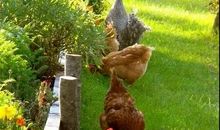 有趣的乡村生活