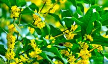 桂花的观察日记