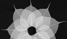 神奇的叶脉标本制作