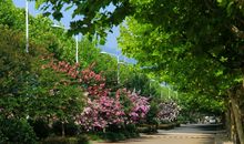 校园里的紫薇花