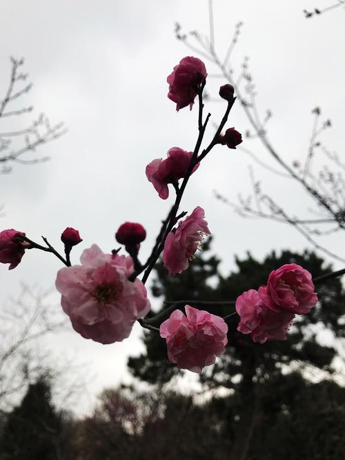 梅花的启示