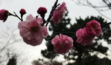 梅花给我的启示