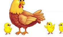 我和母鸡的故事