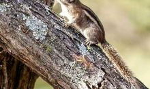 啄木鸟和小松鼠