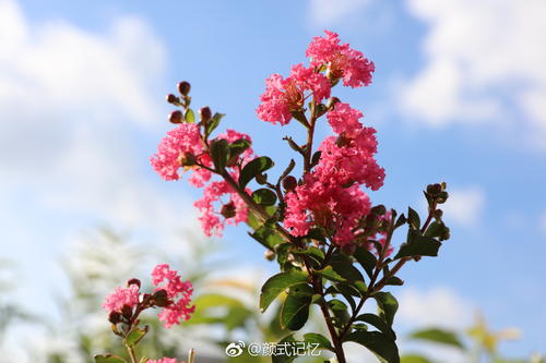 我喜欢校园里的桃金娘花