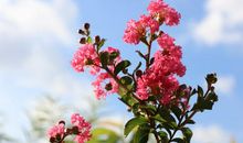 我爱校园的紫薇花