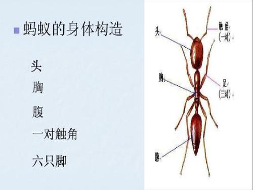 观察小蚂蚁