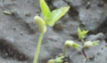 黄豆成长观察日记