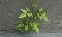 坚强不屈的小草