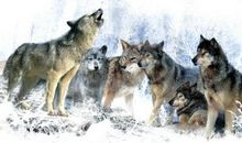 《狼国女王》读后感