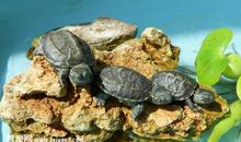 巴西龟“贝贝”