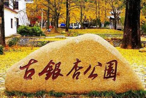 我爱落叶