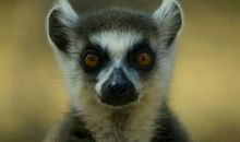 《地球脉动》观后感