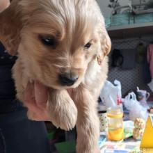 我想养一只小狗