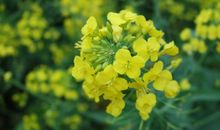 又是一年花草香