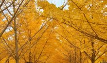 路口有棵银杏树