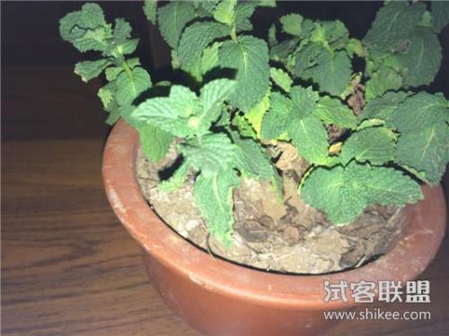 我们的“甜薄荷”