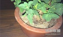 我们家的“甜薄荷”