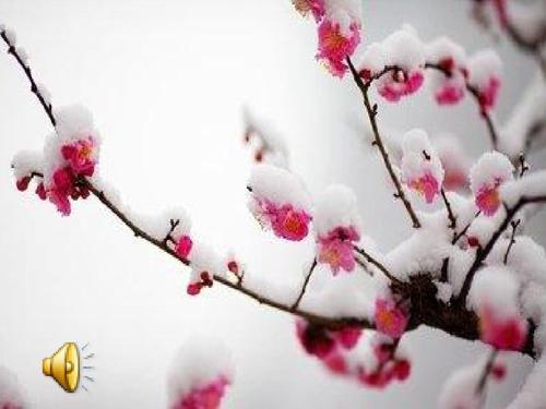 下雪的早晨