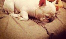 一只狗的传奇故事