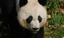 大熊猫的自述