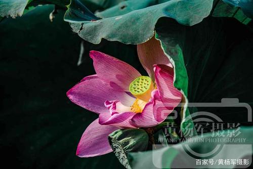 莲花你真的让我着迷