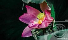 荷花，你真让我着迷