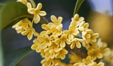 家乡桂花的味道