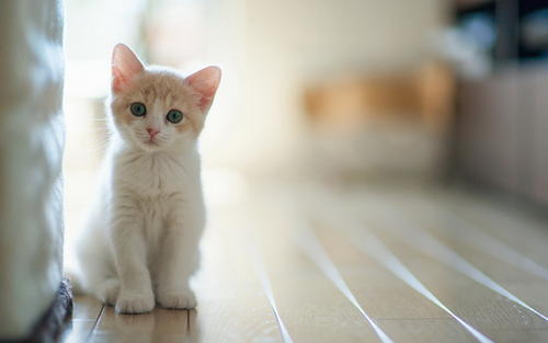 可爱的玻璃猫