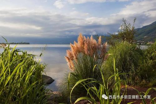 漂流了数千年的芦苇