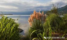 飘荡千年的芦苇