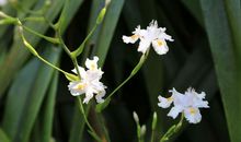 一缕香魂越千年