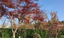 关于秋韵的作文